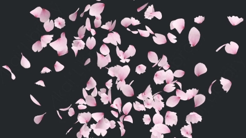 视频素材 樱花花瓣飘落飘动动画视频素材cherry-blossom-4-pack-EX68PYG03