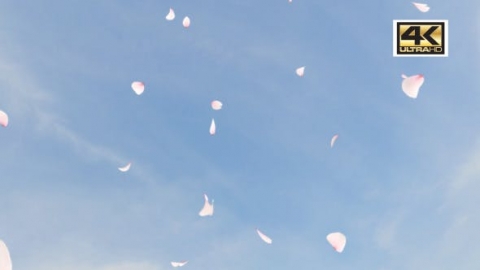视频素材 樱花花瓣飘落飘动动画视频素材cherry-blossom-4k-CU8GT7R