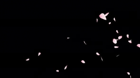 视频素材 樱花花瓣飘落飘动动画视频素材cherry-blossom-4k-HZKZ89S