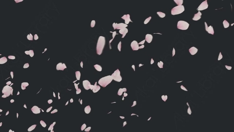 视频素材 樱花花瓣飘落飘动动画视频素材cherry-blossom-4k-QWJD68C34_h_L_4K