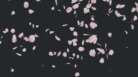 视频素材 樱花花瓣飘落飘动动画视频素材cherry-blossom-4k-QWJD68C34_h_stn_4K