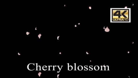 视频素材 樱花花瓣飘落飘动动画视频素材cherry-blossom-6DJ8ETC