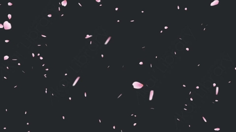视频素材 樱花花瓣飘落飘动动画视频素材cherry-blossom-K28ZSVH2
