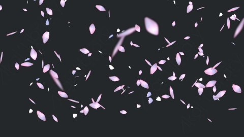 视频素材 樱花花瓣飘落飘动动画视频素材cherry-blossom-petals-pack-T2LN68404