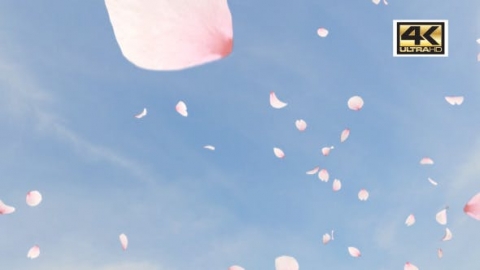 视频素材 樱花花瓣飘落飘动动画视频素材cherry-blossom-slow-falling-4k-98DS4AM
