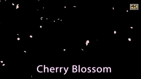 视频素材 樱花花瓣飘落飘动动画视频素材cherry-blossom-V5UMYSR