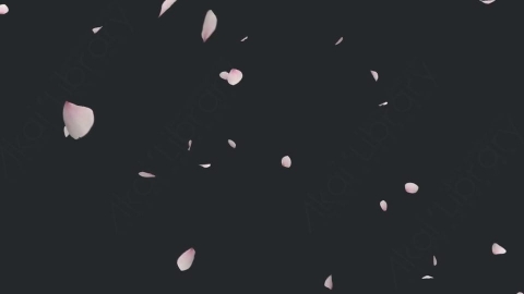 视频素材 樱花花瓣飘落飘动循环动画视频素材cherry-blossom-2-pack-4k-5DV9FNS08_loop