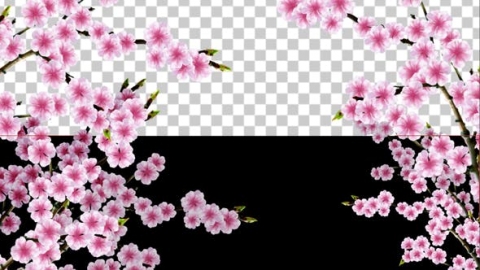 视频素材 樱花樱花树枝动画视频素材sakura-alpha-01-6S4ZDTK