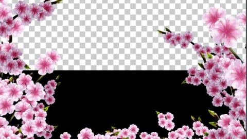 视频素材 樱花樱花树枝动画视频素材sakura-alpha-02-AVGPMZU