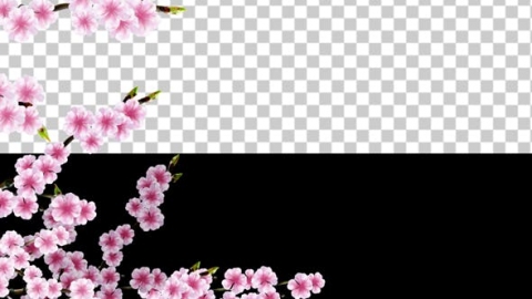 视频素材 樱花樱花树枝动画视频素材sakura-alpha-03-2QFJ3HT