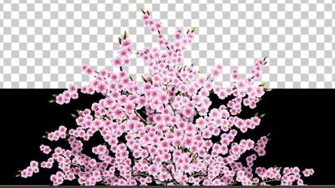 视频素材 樱花樱花树枝动画视频素材sakura-alpha-04-G4PDFYN