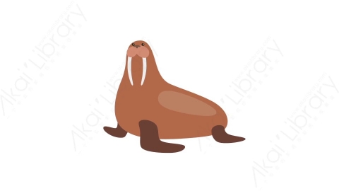 AE模板 15-walrus海象MG扁平卡通动物元素图标