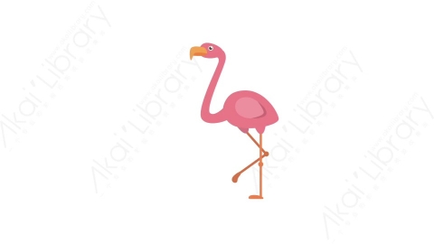 AE模板 69-flamingo火烈鸟MG扁平卡通动物元素图标