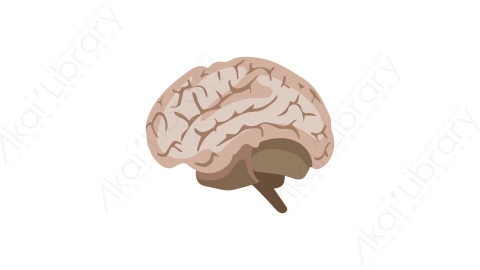 AE模板 03-brain-2大脑人体器官MG扁平卡通医疗医院元素图标
