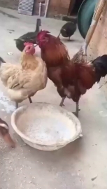视频素材 霸道总鸡爱上我_名场面魔性视频素材