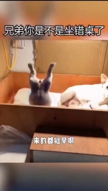 视频素材 兄弟你是不是做错桌了_名场面魔性视频素材