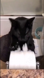 视频素材 抽纸小达人猫_名场面魔性视频素材