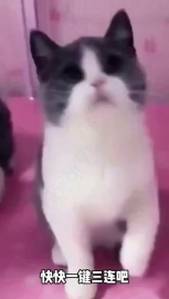 视频素材 逗猫_名场面魔性视频素材