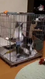 视频素材 风火轮猫_名场面魔性视频素材