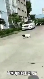 视频素材 坚强的汽车_名场面魔性视频素材