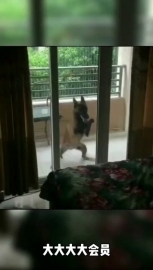 视频素材 狗趴_名场面魔性视频素材