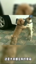 视频素材 跳起来_名场面魔性视频素材