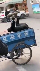 视频素材 现在孩子真文明，知道垃圾分类_名场面魔性视频素材