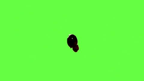 视频素材-血液滴落Blood_Drops_60fps_13