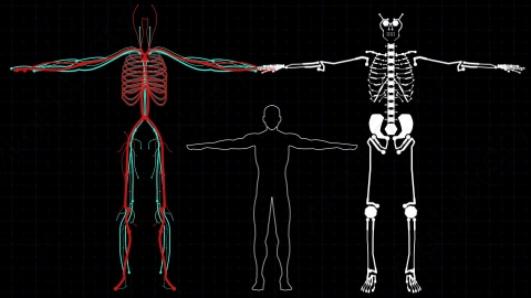 AE模板-Body Parts_HUD科技人体身体界面元素.zip
