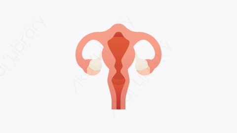 图片素材-009_子宫_uterus