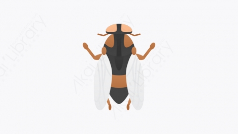 图片素材-012_蝉_fly