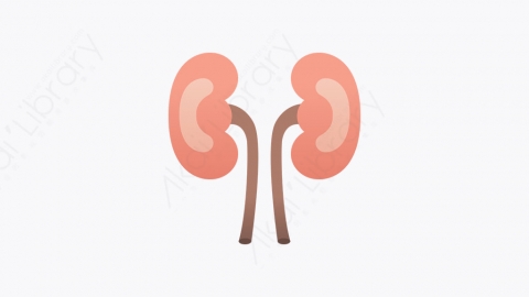 图片素材-012_肾_kidney