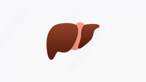 图片素材-014_肝脏_liver