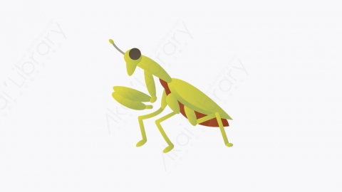 图片素材-016_螳螂_mantis