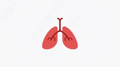 图片素材-017_肺_lung