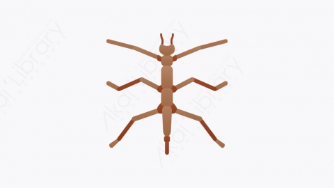 图片素材-027_竹节虫_bug