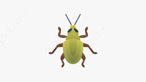 图片素材-030_象鼻虫_weevil
