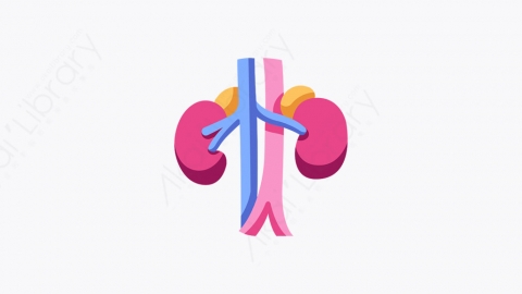 图片素材-040_肾脏_kidneys