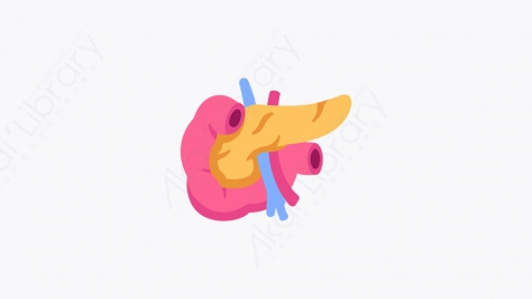 图片素材-043_胰腺_pancreas