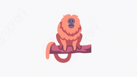 图片素材-006_金狮罗望子_golden_lion_tamarin